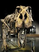 naturhistorisk museum oslo 8-2015 8394